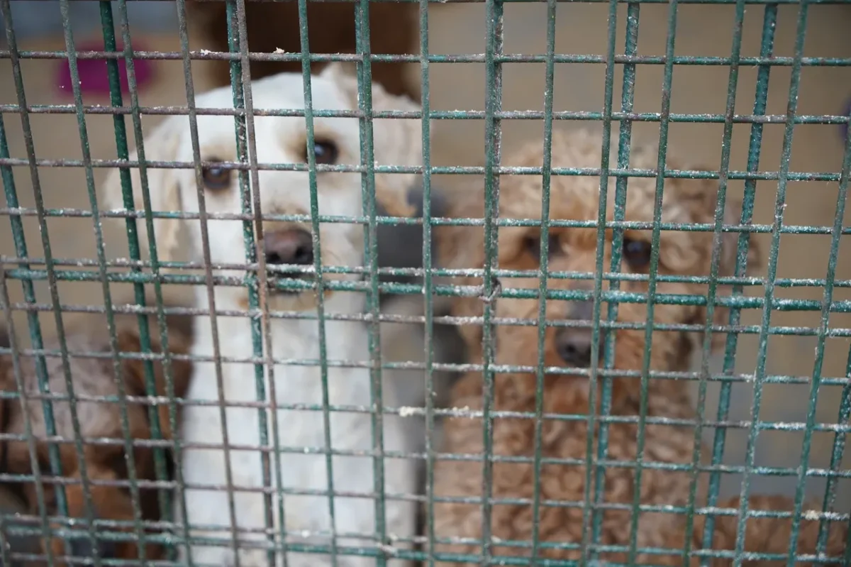 EDİRNE’DE CİNS KÖPEK OPERASYONU: EL KONULAN HAYVANLAR SAHİPLENDİRİLECEK