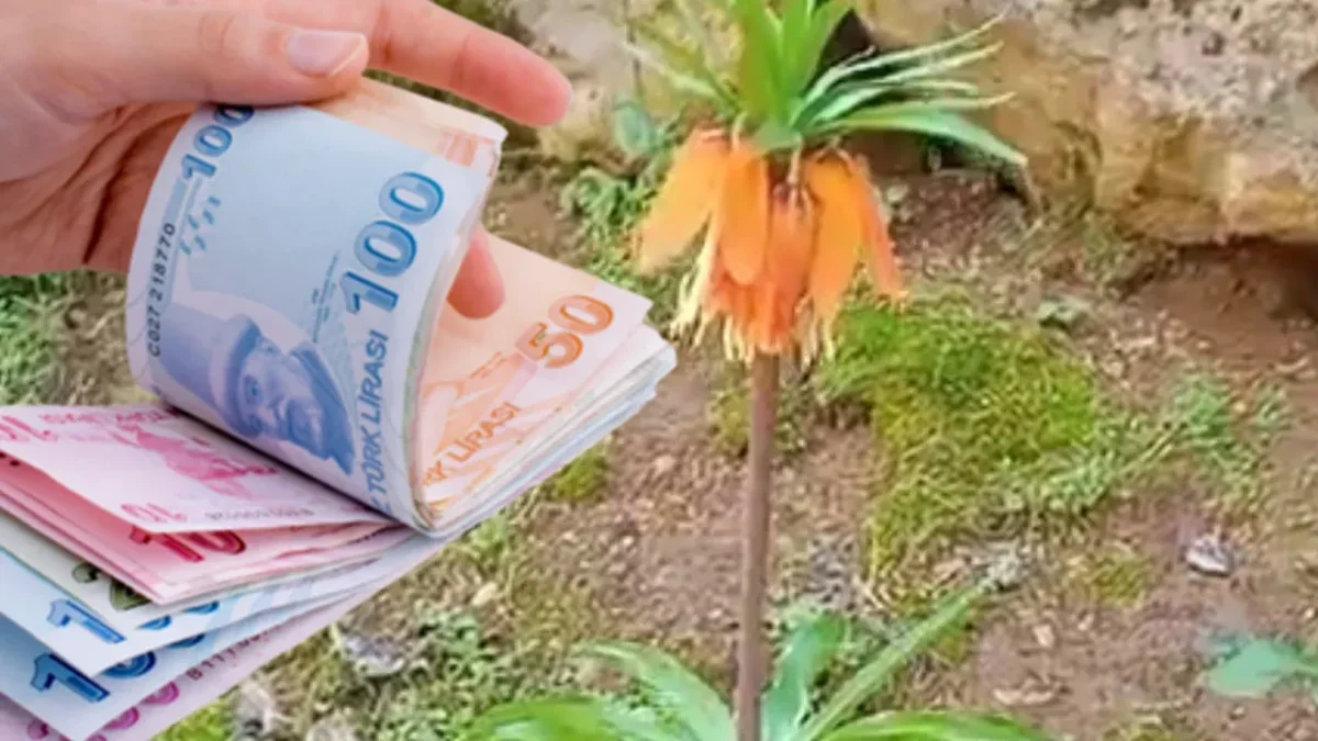 Doğanın Eşsiz Güzelliği Koruma Altında: Ters Laleyi Koparmanın Cezası Dudak Uçuklatıyor