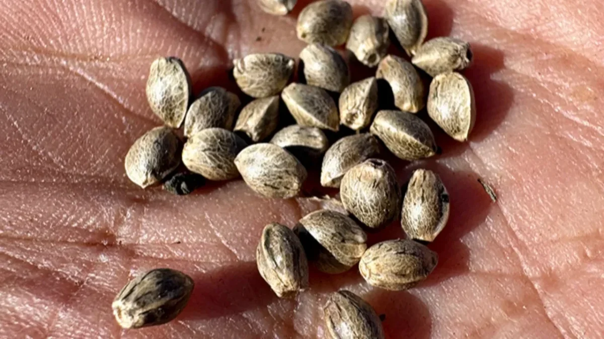 KENEVİR ÜRETİMİNDE YENİ DÖNEM: 21 İLDE YETİŞTİRİCİLİK BAŞLIYOR, DETAYLAR NETLEŞTİ